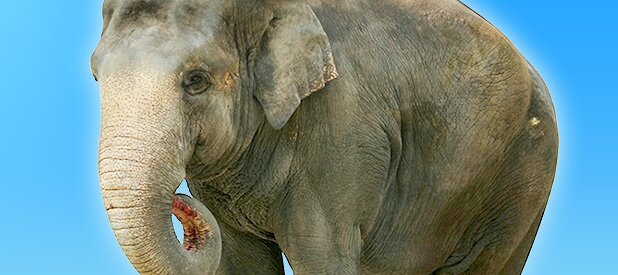 elephant - spa canada