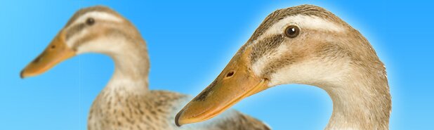 Foie gras cruaut&eacute; envers les canards et les oies