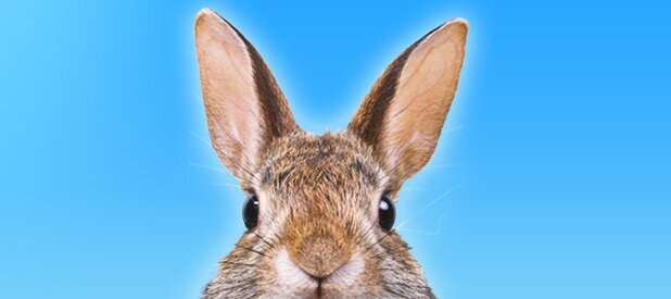 lapin - spa canada