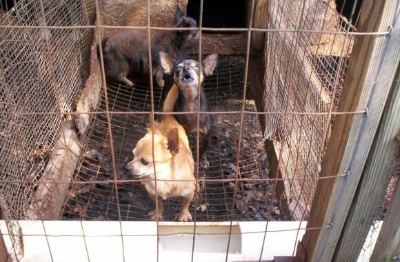 Puppy Mills Puppy Mills